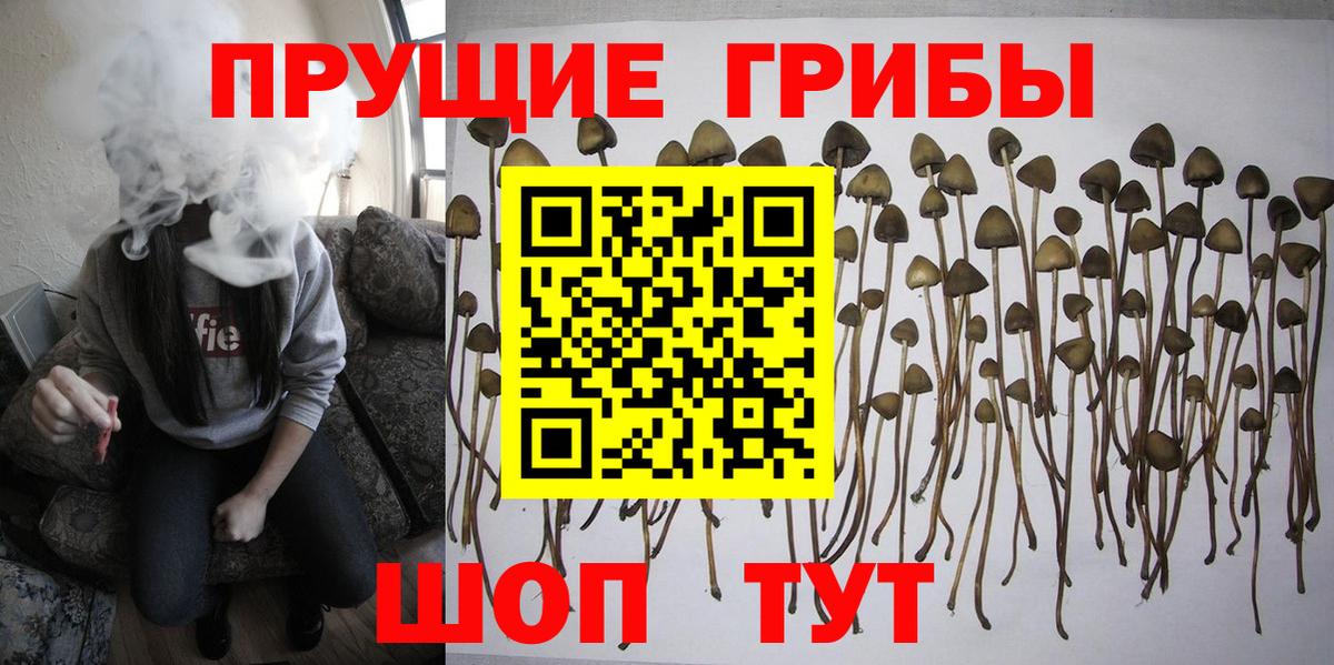 Псилоцибиновые грибы Psilocybe  Вход с VPN  Чусовой 